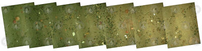 HabCam mosaic image of the seafloor.
