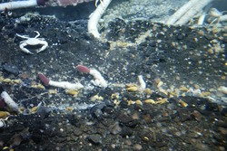Tubeworms and crabs viewed during Alvin dive 3789.