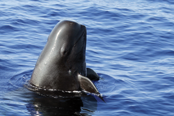 A short-finned pilot whale (Globicephala macrorhynchus).
