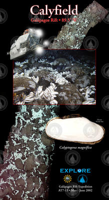 Calyfield Hydrothermal Vent Poster