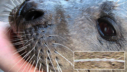 Close-up view of a seal face and its whisker in the insert.