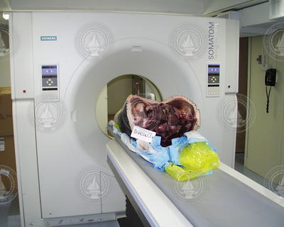 Whale carcus undergoing CT scan in CSI.