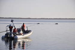 Researchers approaching whales during DTAG operations.