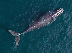 Overhead view of the full body of a North Atlantic Right Whale.