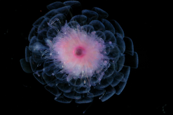 Athorybia rosacea, a siphonophore, colonial jelly.