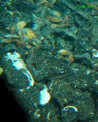 hydrothermal vent field animals, viewed during Alvin dive 3847.