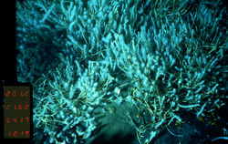 Small tube worms