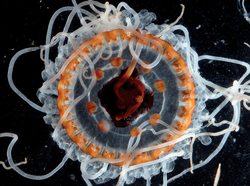 Jellyfish Atolla