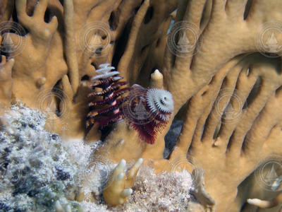 Christmas Tree worms (Spirobranchus giganteus) on coral.