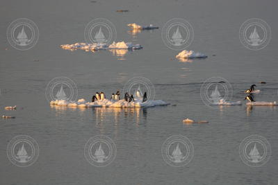 Penguins on small ice sections in the water.