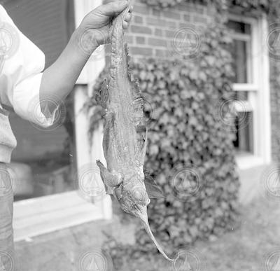 W.C. Schroeder holds chimaera fish caught east of Georges Bank.