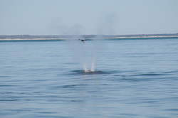 Drone directly over the Right Whale blow hole sampling the output.