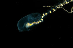 Rosacea, siphonophore - colonial jelly