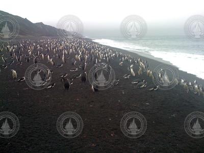 A colony of Chinstrap penguins on Deception Island.