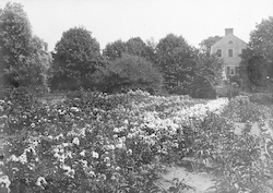 Meteor House and Walsh Garden.