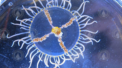 A clinging jellyfish.