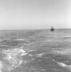 Balanus at sea