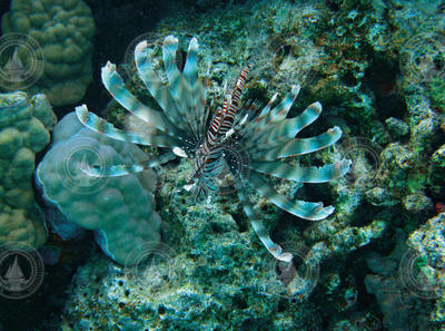 A lionfish swimming at a coral reef in the Red Sea.