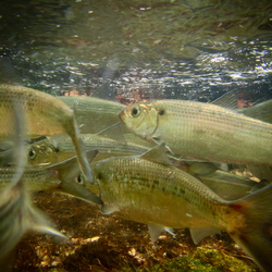 A school of Alewife swimming underwater.