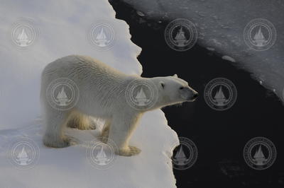 Close up view of a Polar bear on the ice.