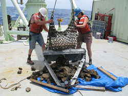 Peter Liarikos and Amy Simoneau recovering a dredge net full of samples.