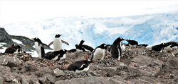 Gentoo penguin colony in Antarctica.