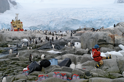 Photographer sitting on rocks surrounded by penguins in Antarctica.