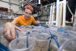 JP student Casey Zakroff working on squid research in Aran Mooney's lab.