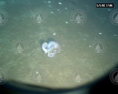 Octopus seen during Alvin dive 3780.