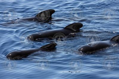 Four Long-finned pilot whales (/Globicephala melas/) swimming by at the surface.