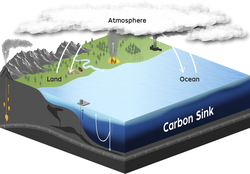 Illustration showing the carbon exchange cycle.