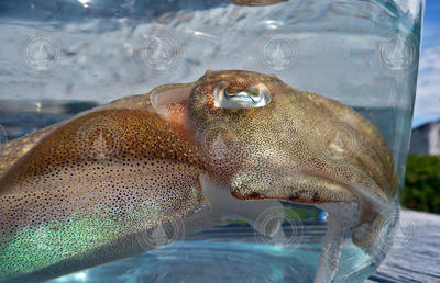 Cuttlefish inside a glass container.