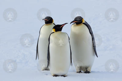 A trio of Emperor Penguins standing on the ice.
