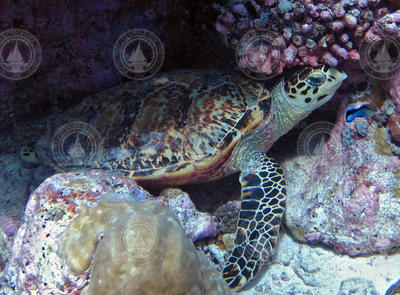 Sea Turtle nestled in a coral reef.