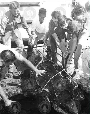 Richard Dwyer (center) and others untangle leatherback turtle.