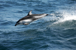Pacific white-sided dolphin making its way through the water.