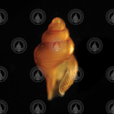 Larval snail, Phymorhynchus.
