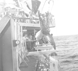 Pulling on deck a large water sampler