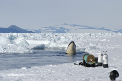 Orca (Orcinus orca) head above surface, near ice camp.