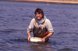 Dale Leavitt collecting clams.