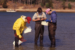 Student James Weinberg, Dale Leavitt, and Bruce Lancaster collecting clams.