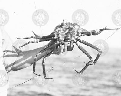 Bill Schroeder holding deep-sea crab on the Atlantis.