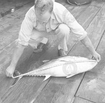 Frank Mather measuring tuna.