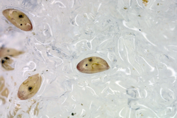 Cyprids barnacle larvae in water.