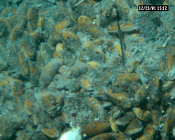 Clams and mussels viewed during Alvin dive 3737 at EPR.