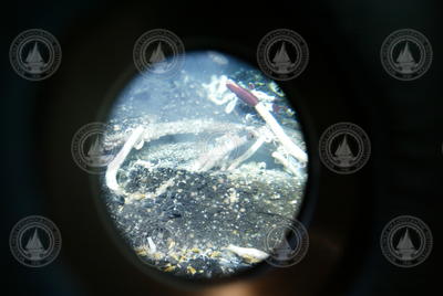 Tubeworms viewed through viewport during Alvin dive 3789.