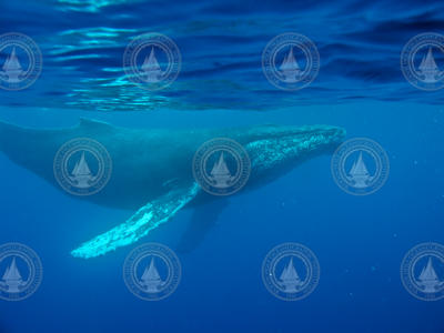 Humpback whale swimming underwater near the surface.