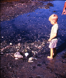 West Falmouth oil spill aftermath.