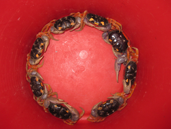 Ten adult Panamanian land crab Gecarcinus quadratus in a circle.