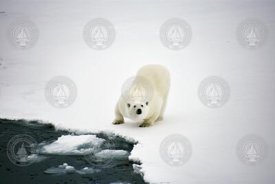 Curious Polar bear on the ice.